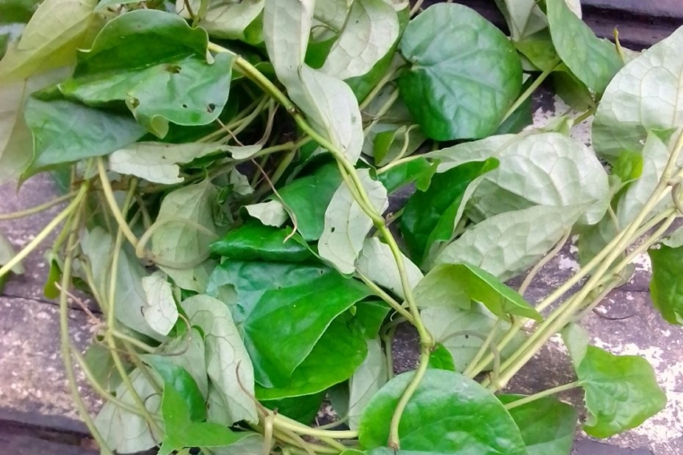 Health Benefits Of Uziza Leaf